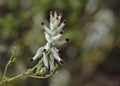 Ramping fumitory, Crete Royalty Free Stock Photo