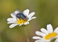 Lucilia sp. fly, Crete, Greece Royalty Free Stock Photo
