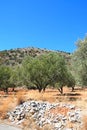 Greek olive grove, Crete. Royalty Free Stock Photo