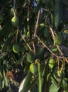 Greek Olives on a branch of an olive tree Royalty Free Stock Photo