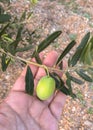 Greek Olives after a rain on a branch of an olive tree on a woman`s arm Royalty Free Stock Photo