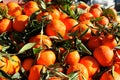 Greek Orange Harvest at Christmas
