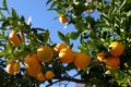 Greek Oranges