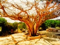 The Greek Orthodox Church of the Twelve Apostles in Capernaum by