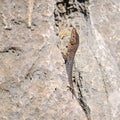 Greek rock lizard Hellenolacerta graeca at Leonidio. This species of lizard is in the family Lacertidae. Royalty Free Stock Photo