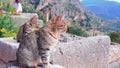 Greek Ruin Cats Royalty Free Stock Photo