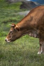 Greek rural landscape with free range cattle grazing in a pasture. Cows grazing in field in afternoon in countryside