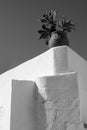 Greek Still Life with White-washed Wall and Pot Plant