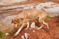 Greek stray dog Royalty Free Stock Photo
