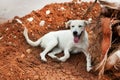 Greek stray dog Royalty Free Stock Photo
