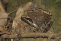 Greek Stream Frog resting on a leaf