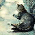 Greek street cat on the sea pier (Crete, Greece) Royalty Free Stock Photo