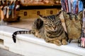 Greek striped brown cat relaxing on window sill Royalty Free Stock Photo