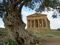 Greek temple & olive tree Royalty Free Stock Photo