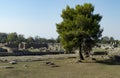 Greek temple paestum Royalty Free Stock Photo