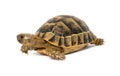 Greek tortoise Royalty Free Stock Photo