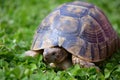 Greek tortoise in clover Royalty Free Stock Photo