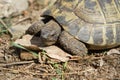 Greek tortoise foraging on sandy substrate. Reptiles photo. Animal shot