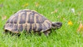 Greek tortoise