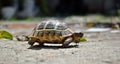The Greek tortoise, the spur-thighed tortoise Royalty Free Stock Photo