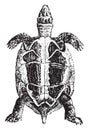 Greek tortoise or spur-thighed tortoise, vintage engraving