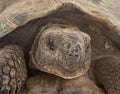 Greek tortoise in studio Royalty Free Stock Photo