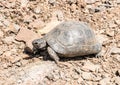 The Greek tortoise Testudo graeca, also known as the spur-thighed tortoise Royalty Free Stock Photo
