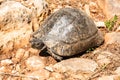 The Greek tortoise Testudo graeca, also known as the spur-thighed tortoise, in Turkey Royalty Free Stock Photo