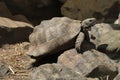 Greek tortoise (Testudo graeca). Royalty Free Stock Photo