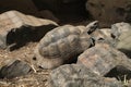 Greek tortoise (Testudo graeca). Royalty Free Stock Photo
