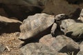 Greek tortoise (Testudo graeca). Royalty Free Stock Photo