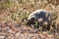 Greek tortoise Testudo Graeca Anamurensis Royalty Free Stock Photo