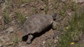 The Greek tortoise , Testudo graeca ibera climbing the mountain