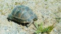 The Greek tortoise , Testudo graeca ibera Royalty Free Stock Photo