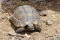 The Greek tortoise , Testudo graeca ibera Royalty Free Stock Photo