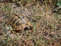 Greek Tortoise, Testudo graeca Royalty Free Stock Photo