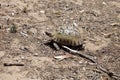 Greek tortoise, Testudo graeca marokkensis,Morocco Royalty Free Stock Photo