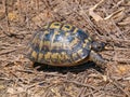 greek tortoise, Testudo graeca Royalty Free Stock Photo