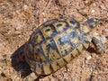 greek tortoise, Testudo graeca Royalty Free Stock Photo