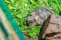 Greek turtle eats a green leaf. Nutrition of turtles. Top view Royalty Free Stock Photo