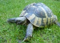 Greek Turtle Tortoise on Grass Background