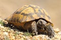 Greek turtoise walking on natural habitat Royalty Free Stock Photo