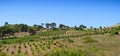 Greek vineyard Royalty Free Stock Photo