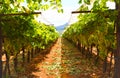 Greek vineyard Royalty Free Stock Photo