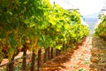 Greek vineyard Royalty Free Stock Photo