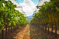 Greek vineyard Royalty Free Stock Photo