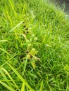 The greem grass from west borneo indonesia