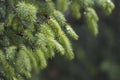 Green Abies Or Christmas Tree Branch background Royalty Free Stock Photo