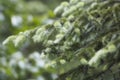 Green Abies Or Christmas Tree Branch background Royalty Free Stock Photo