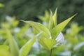 Green abstract blur nature background Royalty Free Stock Photo